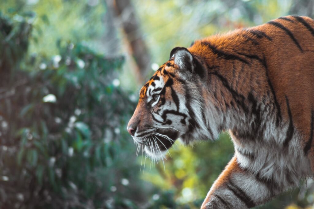 Les Différents Types de Baume du Tigre et Leurs Spécificités