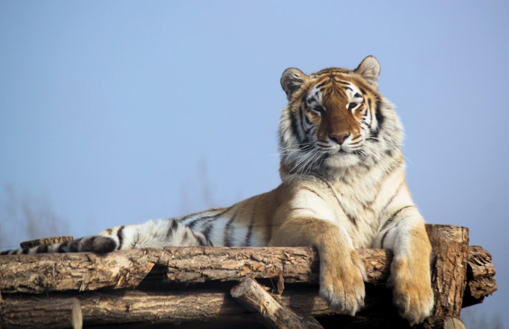 Baume du Tigre pour les Soins de la Peau: Mythes et Réalités