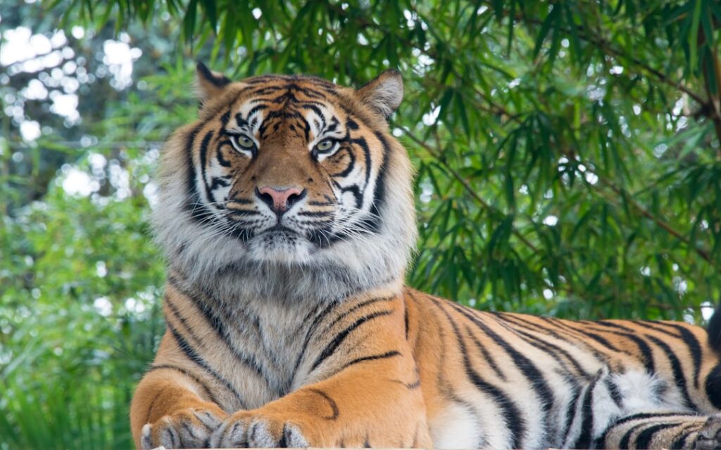 L'Histoire du Baume du Tigre: De l'Orient à l'Occident