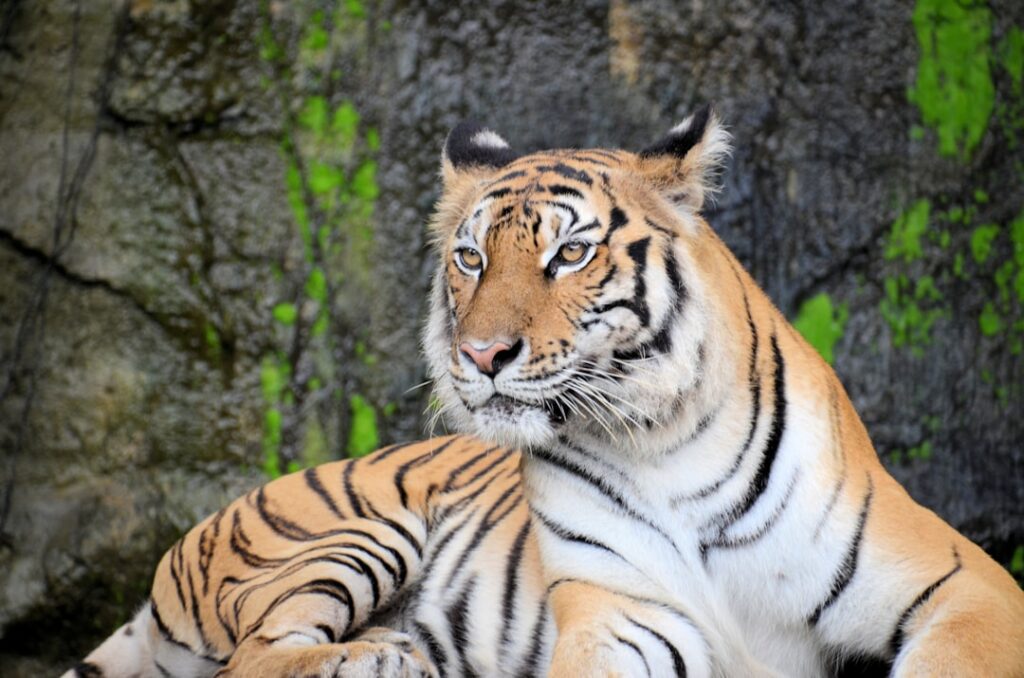 Baume du Tigre: Comment l'Intégrer dans Votre Trousse de Premiers Soins