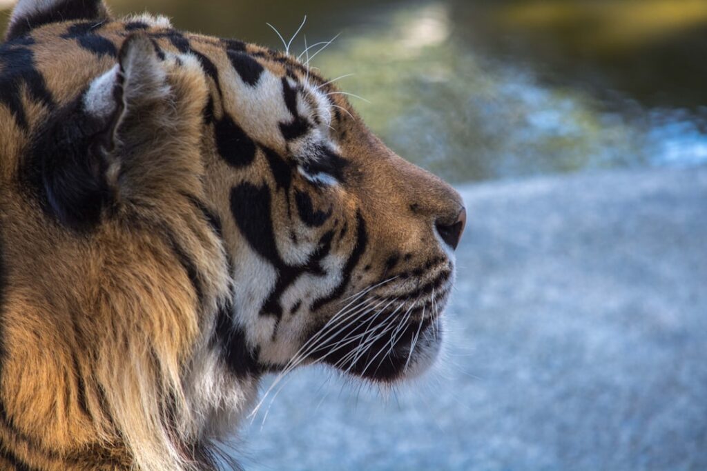 Utilisation du Baume du Tigre pour les Maux de Tête: Techniques et Astuces