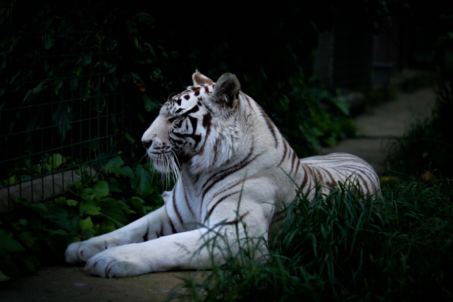 Baume du Tigre et Bien-être Animal: Utilisations et Précautions