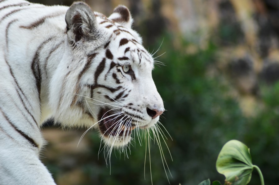 Comment le Baume du Tigre Peut Soulager les Douleurs de la Grossesse