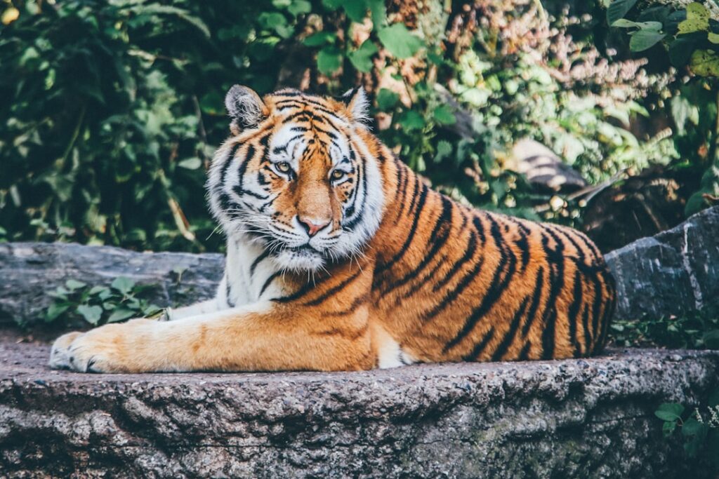 Comment le Baume du Tigre Peut Soulager les Douleurs de la Grossesse